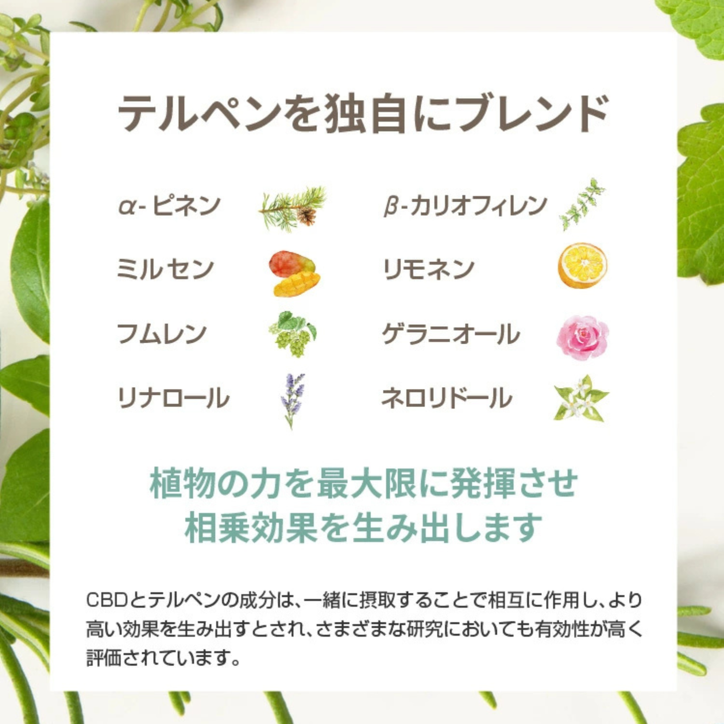【BOTANIQUE】CBDべイプ70%　リラクシングフルーツティー（バッテリー別売）