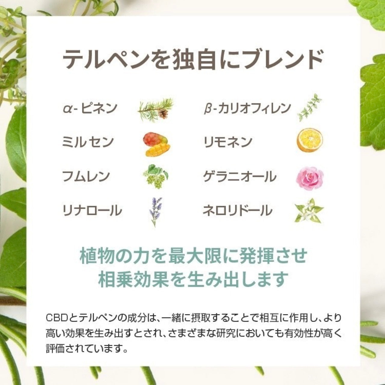 【BOTANIQUE】CBDべイプ30%　アイスミントグレープ（バッテリー別売）